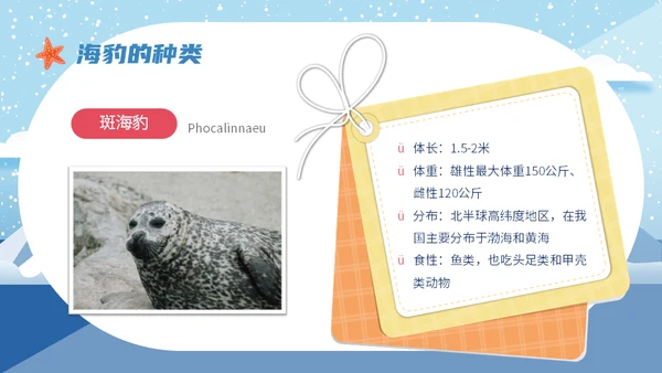世界海豹日小海豹通用PPT模板