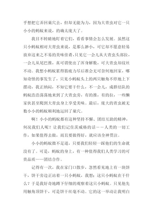 蚂蚁作文-10.docx