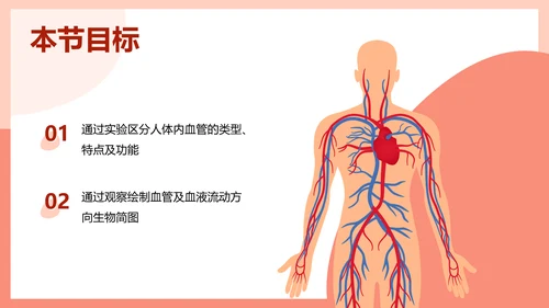 血流的管道，血管课件PPT模板.ppt