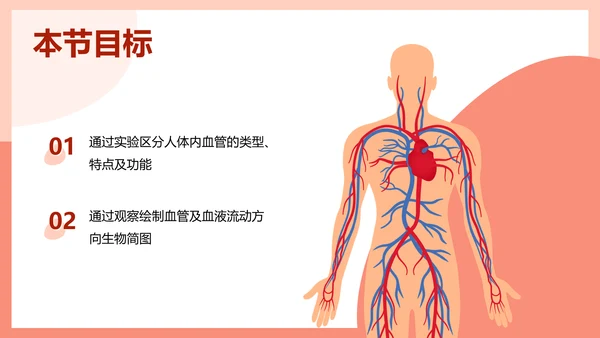血流的管道，血管课件PPT模板.ppt