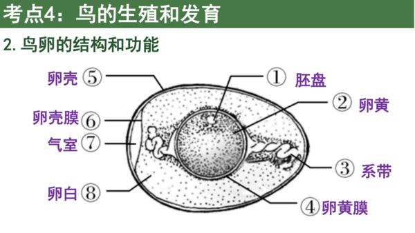 八下 第七单元复习课件(共58张PPT)