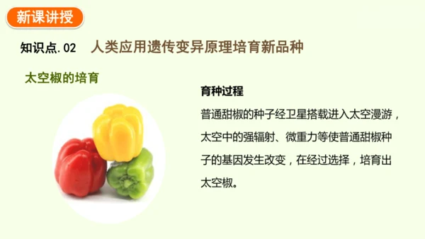 7.2.5生物的变异-八年级生物人教版下学期同步精品课件(共34张PPT)