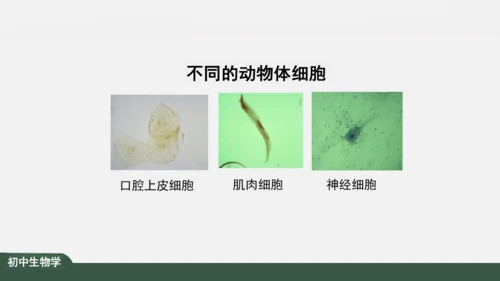 2.1.3 动物细胞 课件（共32张PPT）