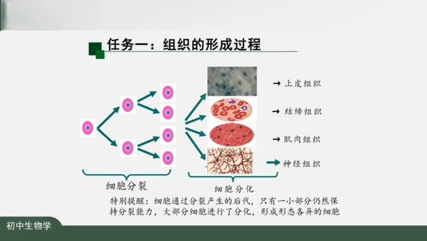 2.2.2 动物体的结构层次 课件（共24张PPT）