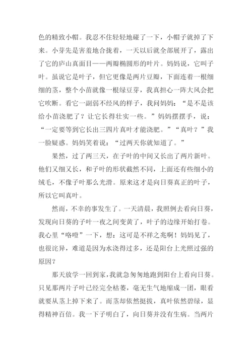 我的发现作文四年级-1.docx