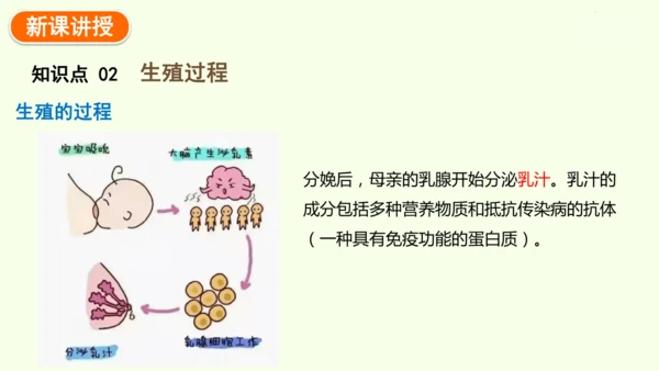 4.1.1人的生殖-七年级生物下学期同步精品课件（2024人教版）(共24张PPT)