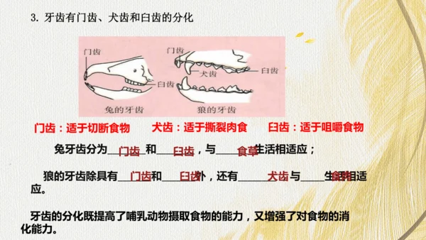 人教版 初中生物七年级上册2.2.2脊椎动物（鸟和哺乳动物）课件(共24张PPT)+ 视频素材