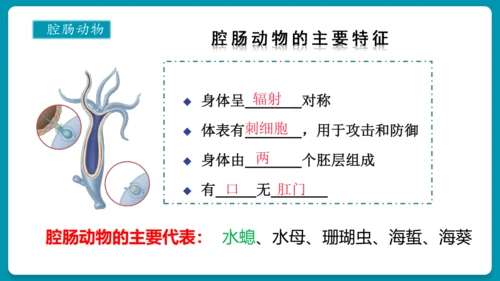 第一章动物的主要类群（复习课件）-八年级生物上册同步教学精制课件（人教版）(共25张PPT)