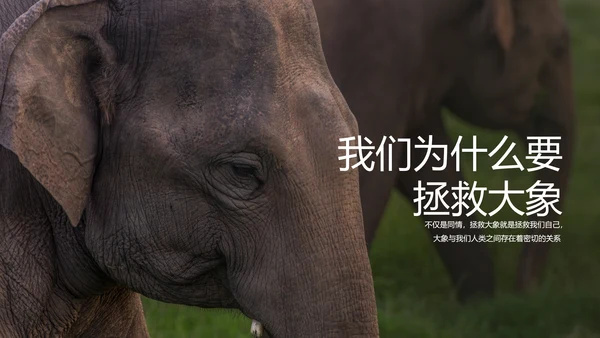 保护野生动物大象PPT模板