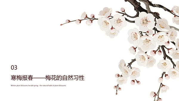 白色简约风梅花介绍PPT模板