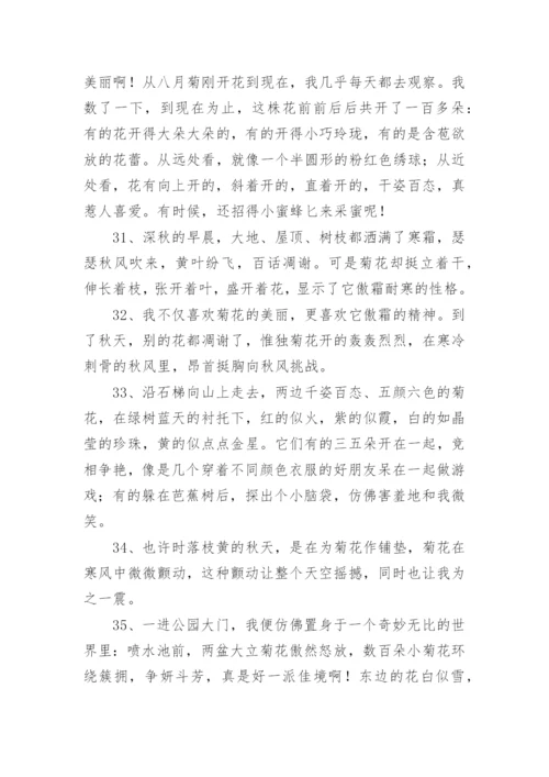 写菊花的优美句子.docx