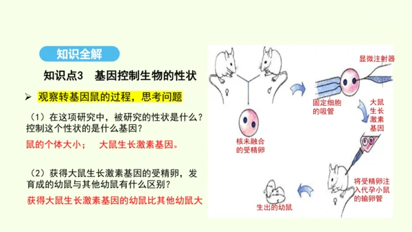 7.2.1基因控制生物的性状课件-人教版生物八年级下册(共26张PPT)