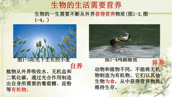 人教版（2024）七年级上册1.1.2 生物的特征 课件(共20张PPT)