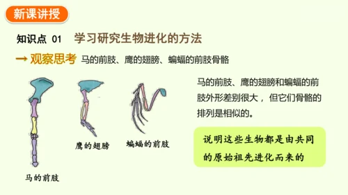 7.3.2生物进化的历程-八年级生物人教版下学期同步精品课件(共34张PPT)