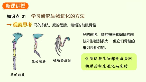 7.3.2生物进化的历程-八年级生物人教版下学期同步精品课件(共34张PPT)