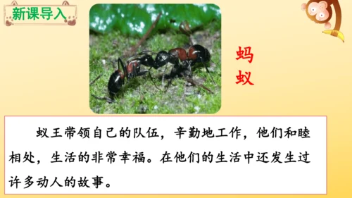 11 一块奶酪   课件
