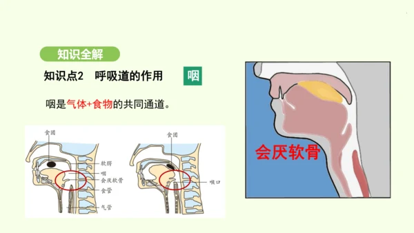 第四单元-第三章-第一节-呼吸道对空气的处理课件-2024-2025学年七年级生物下学期人教版(20
