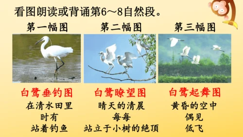 1 白鹭   课件