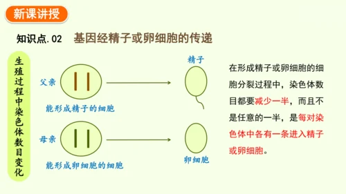 7.2.2基因在亲子代间的传递-八年级生物人教版下学期同步精品课件(共24张PPT)