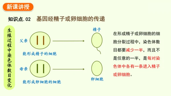 7.2.2基因在亲子代间的传递-八年级生物人教版下学期同步精品课件(共24张PPT)