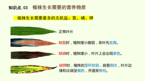 3.1.2植株的生长-七年级生物下学期同步精品课件（2024人教版）(共26张PPT)