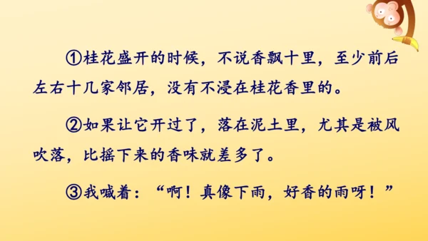 3 桂花雨   课件