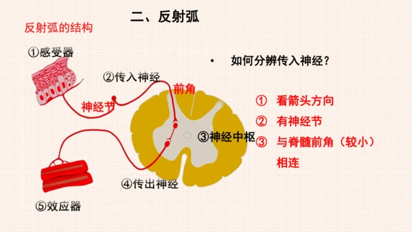 4.6.3神经调节的基本方式（课件）-七年级生物下册备课无忧（人教版）(共17张PPT)