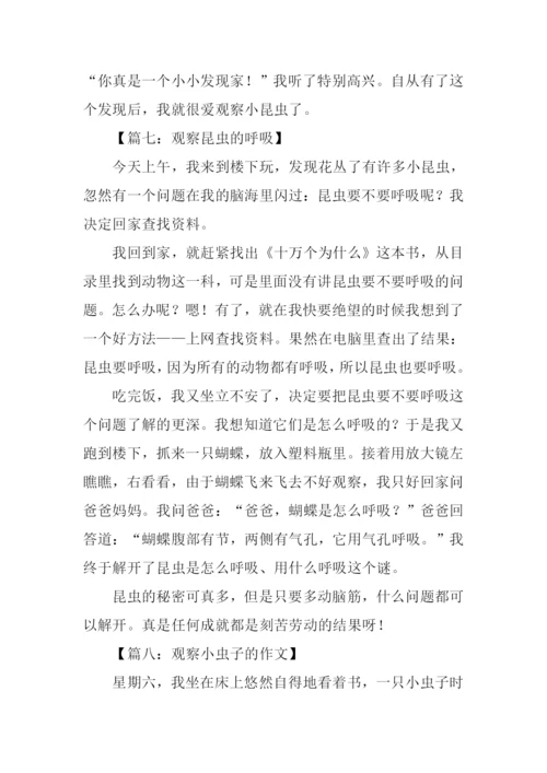 观察小昆虫的作文.docx