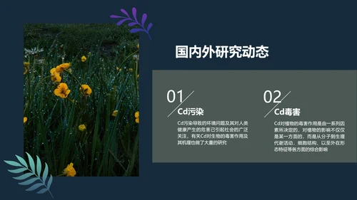 手绘插画风植物与污染研究总结报告