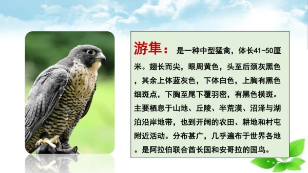 7 什么比猎豹的速度更快 第一课时 课件
