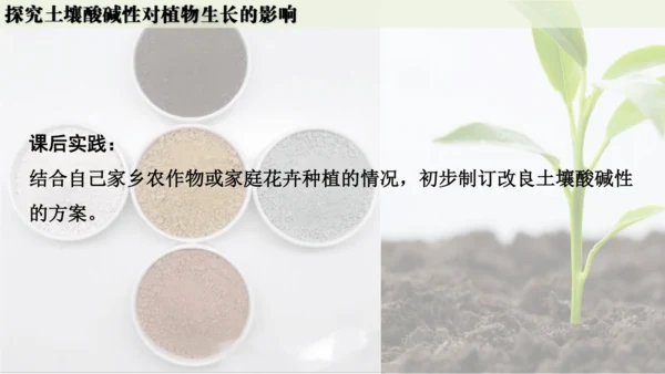 跨学科实践活动9  探究土壤酸碱性对植物生长的影响课件(共33张PPT)