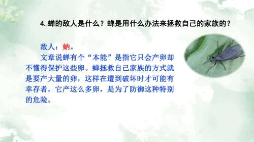 第21课《蝉》课件