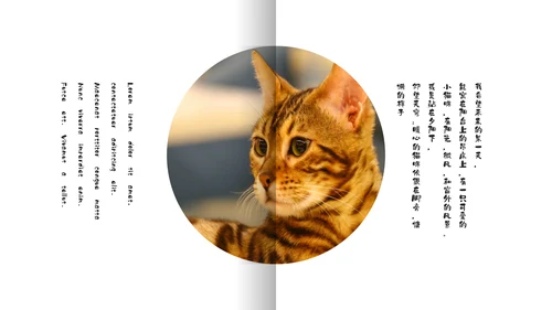 简约宠物萌宠画册电子相册通用PPT模板