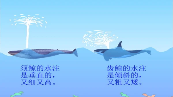 统编版语文五年级上册第五单元 习作例文《鲸》《风向袋的制作》 课件