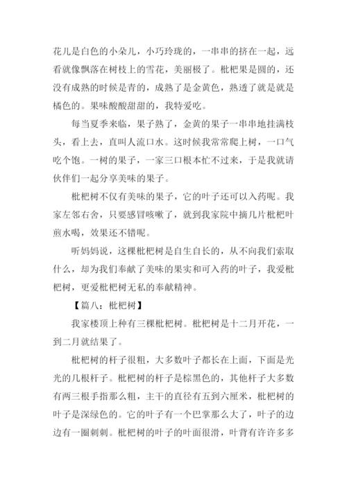 枇杷作文300字0.docx