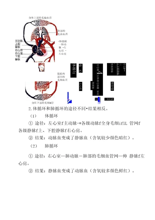 血液循环生物知识点