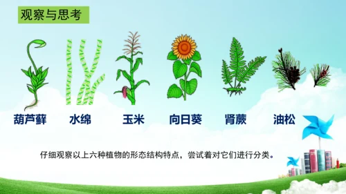 6.1.1 尝试生物进行分类八年级生物上册同步精品课件（人教版）(共30张PPT)