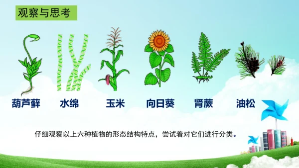 6.1.1 尝试生物进行分类八年级生物上册同步精品课件（人教版）(共30张PPT)