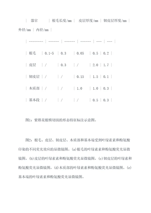 根横切面实验报告