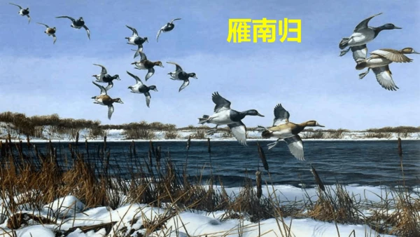 19《大雁归来》课件