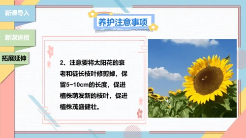 【北师大版】二年级《劳动实践指导手册》第11课《一起来种太阳花》课件
