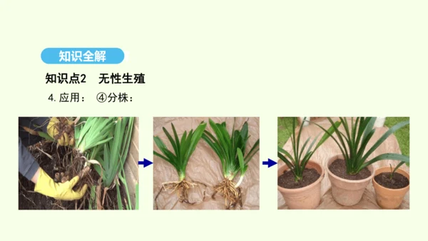 7.1.1植物的生殖课件-人教版生物八年级下册(共33张PPT)