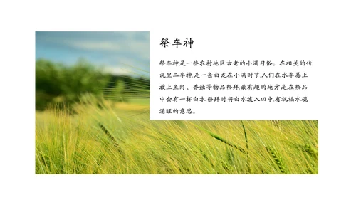金色麦穗丰收的稻谷小满通用PPT模板
