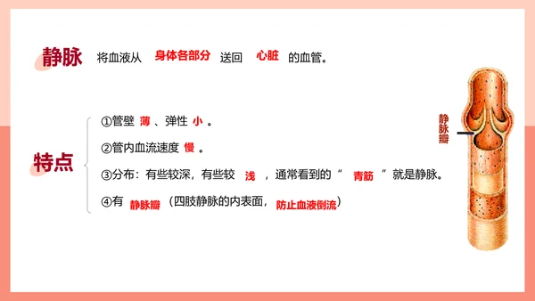血流的管道，血管课件PPT模板.ppt