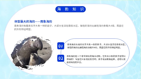 国际海豹日海狮海象通用PPT模板