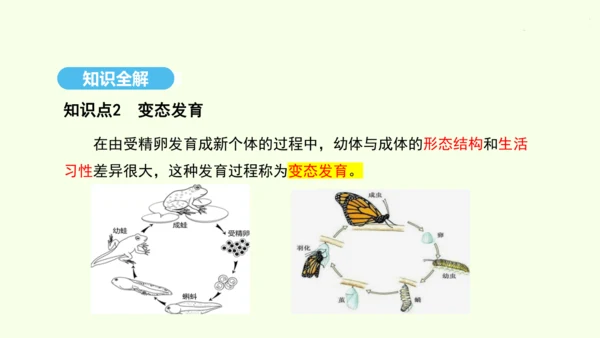 7.1.2昆虫的生殖和发育课件-人教版生物八年级下册(共26张PPT)