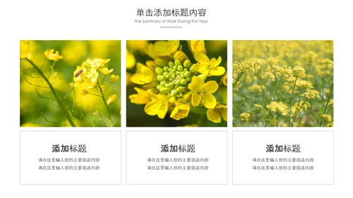 春天乡村旅游油菜花风景油菜花田PPT模板