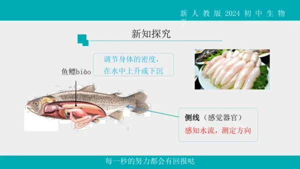 人教版生物七年级上册2.2.2《脊椎动物》（第1课时）课件(共42张PPT)+视频素材