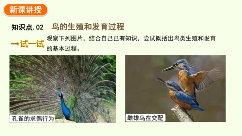 7.1.4鸟的生殖和发育-八年级生物人教版下学期同步精品课件(共24张PPT)