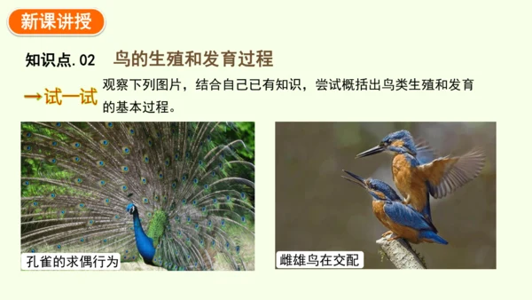 7.1.4鸟的生殖和发育-八年级生物人教版下学期同步精品课件(共24张PPT)